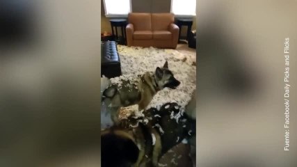 ¡A estos perros no se les puede dejar solos!