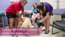 Il cane cieco che salva le vite dei bambini