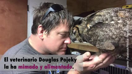 Increíble: ¡esta lechuza reconoce al hombre que la salvó!