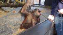 ¡Este mono ve por primera vez un truco de magia!
