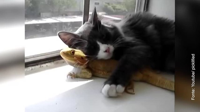 Il gatto innamorato della lucertola!