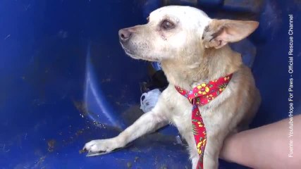 Una perrita y su cachorro son salvados de la calle