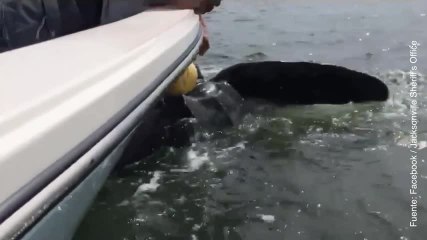 Vídeo de tortuga gigante que se libra de una muerte segura