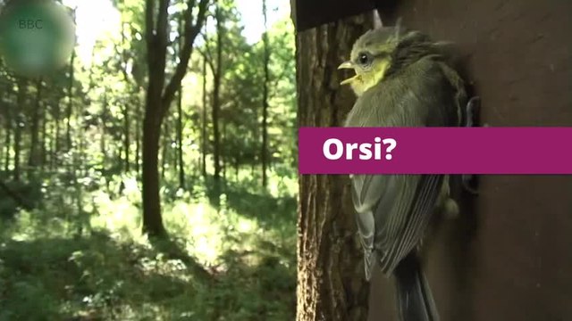 Questa storia di una famiglia di pulcini vi farà morire dal ridere!