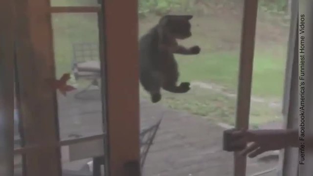 ¡Los mejores momentos gatunos!