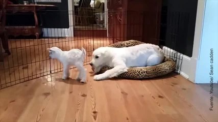 Vídeo de cachorro Retriever y cabritillo jugando