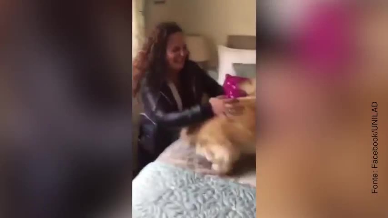 Cane rivede la padrona dopo 7 mesi e la sua reazione è dolcissima!