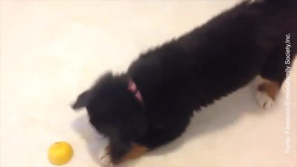 Nessuna pietà per questo limone!