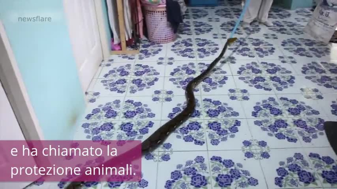 Si svegliano... E trovano un pitone sotto al letto!