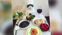 Tutte le sere cena con il suo gatto in costume