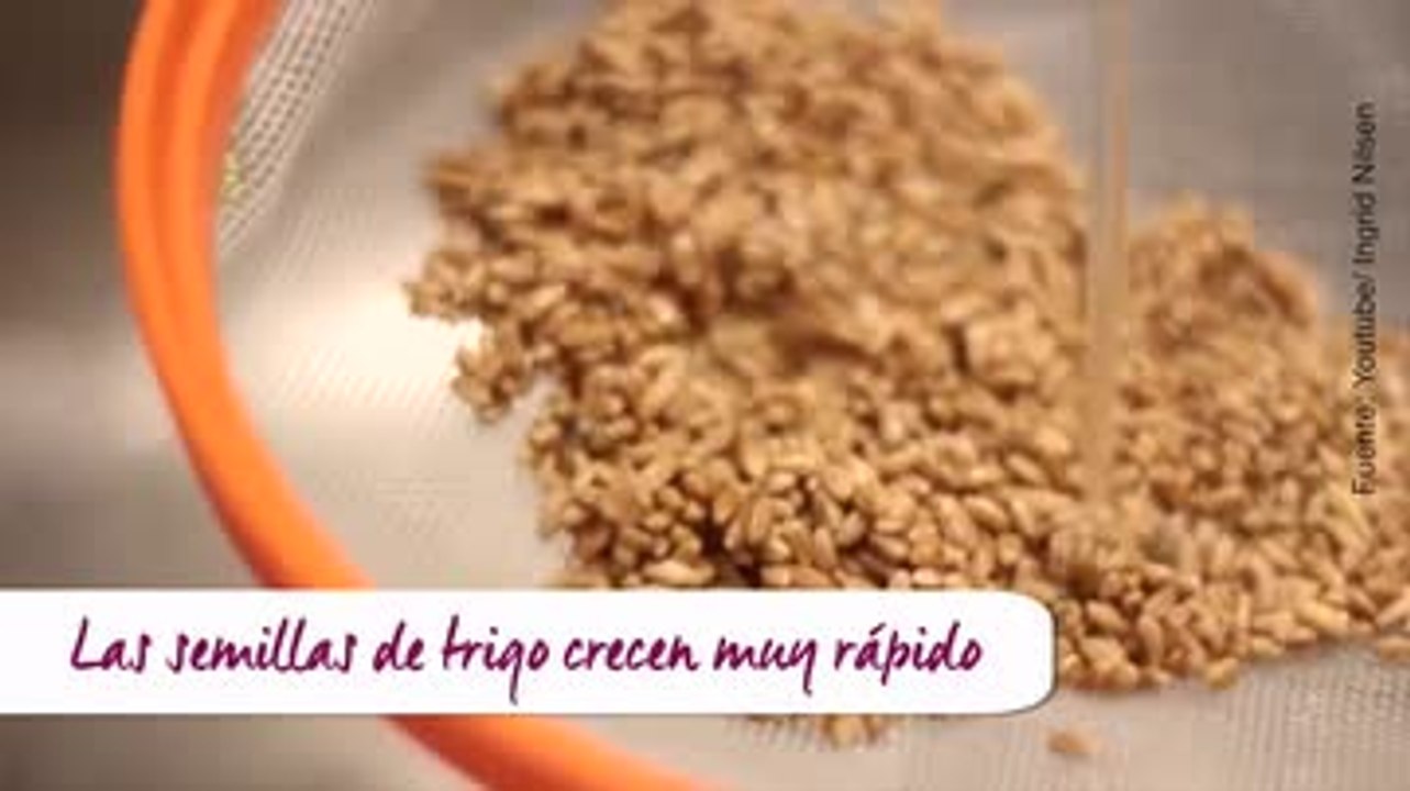 ¡Transforma un huevo en un macetero!