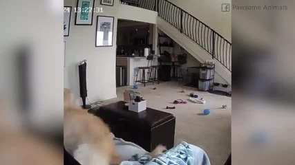 Ti sei mai chiesto cosa fanno i cani soli a casa