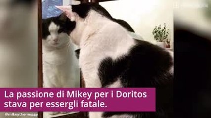 Cani & gatti sovrappeso che sono dimagriti