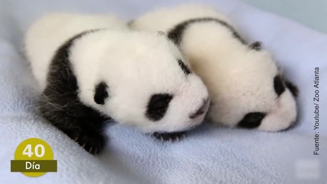 100 días en 2 minutos: el increíble desarrollo de estos dos pandas