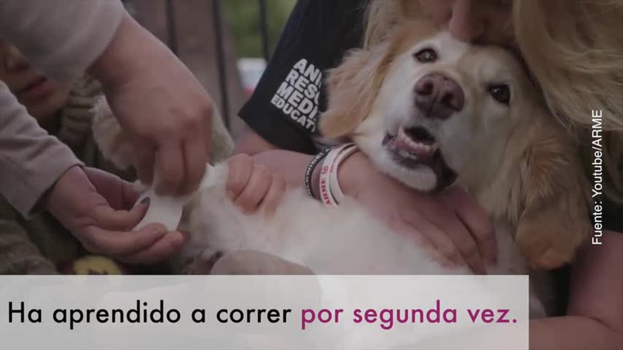 ¡Increíble historia la de esta perrita!