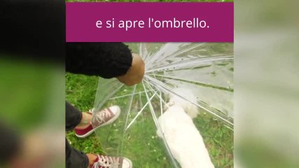 È arrivato l'ombrello per i cani!