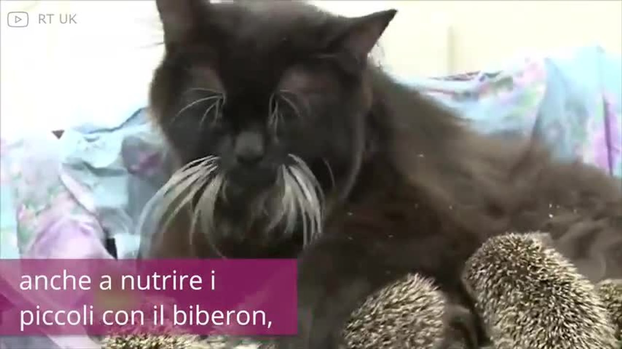 Questa gatta ha salvato la vita a tantissimi ricci