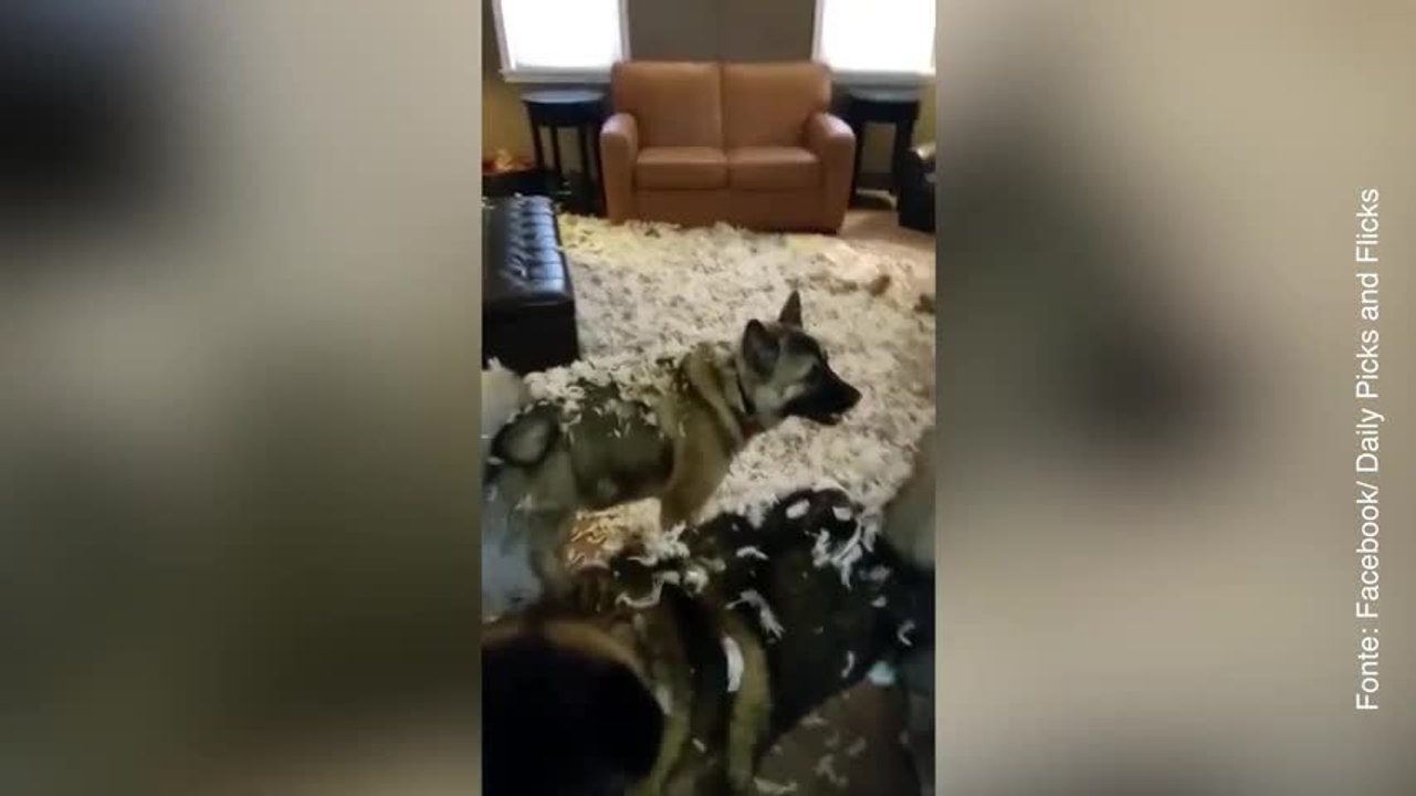 Questi cani l'hanno combinata davvero grossa