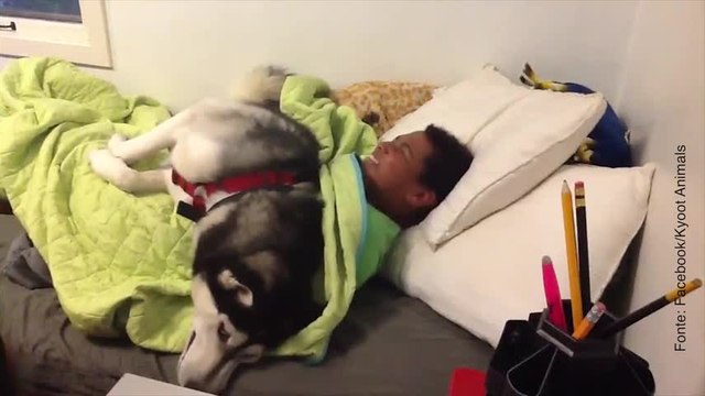 Questo cane husky fa di tutto per non far alzare il padrone!