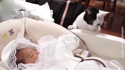 Vídeo de cómo reaccionan los gatos ante los bebés