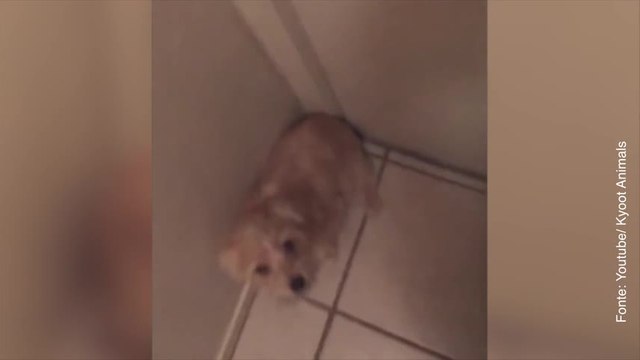 Questo cane è davvero determinato a non lasciar passare il suo padrone!