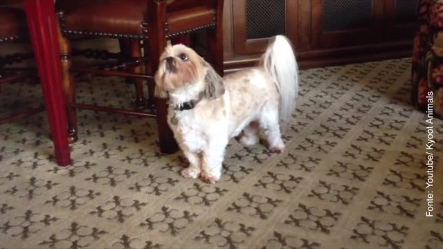 Questo cane non è come tutti gli altri...