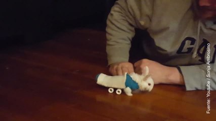 Vídeo de silla de ruedas para conejo