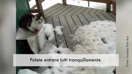 Toc, toc! Questa donna trova degli ospiti inattesi alla porta