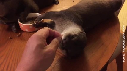 Vídeo de nutrias bebés que quieren mimos