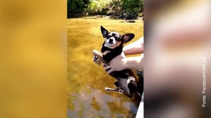 Il chihuahua che voleva nuotare a tutti i costi