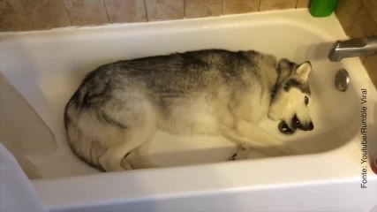 Questo husky non è disposto a cambiare idea