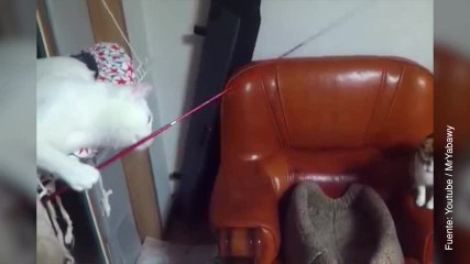 Vídeo de un gato pescando