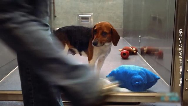 Nessuno voleva adottare questa cagnolina ma poi...