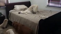 Dog Caught Jumping On Bed Makes And Hilariously Guilty Face