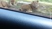 Questa famiglia voleva solo filmare i leoni dalla macchina quando...