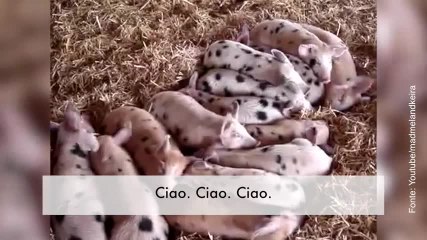 Sembra che stiano dormendo ma non appena sentono parlare di cibo...