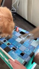 Clever Dog Wins the Hotdog Game at a Cost