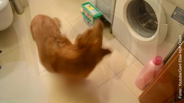 Non è solo il migliore amico, ma anche il migliore aiutante...