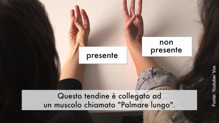 Avete mai notato uno strano tendine sull'avambraccio