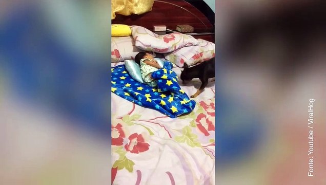 Il cane bambinaia che si prende cura del suo piccolo padrone umano