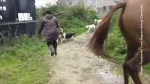 Vídeo de una mujer que salva a un zorro