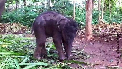 Vídeo de elefante bebé descubriendo su trompa