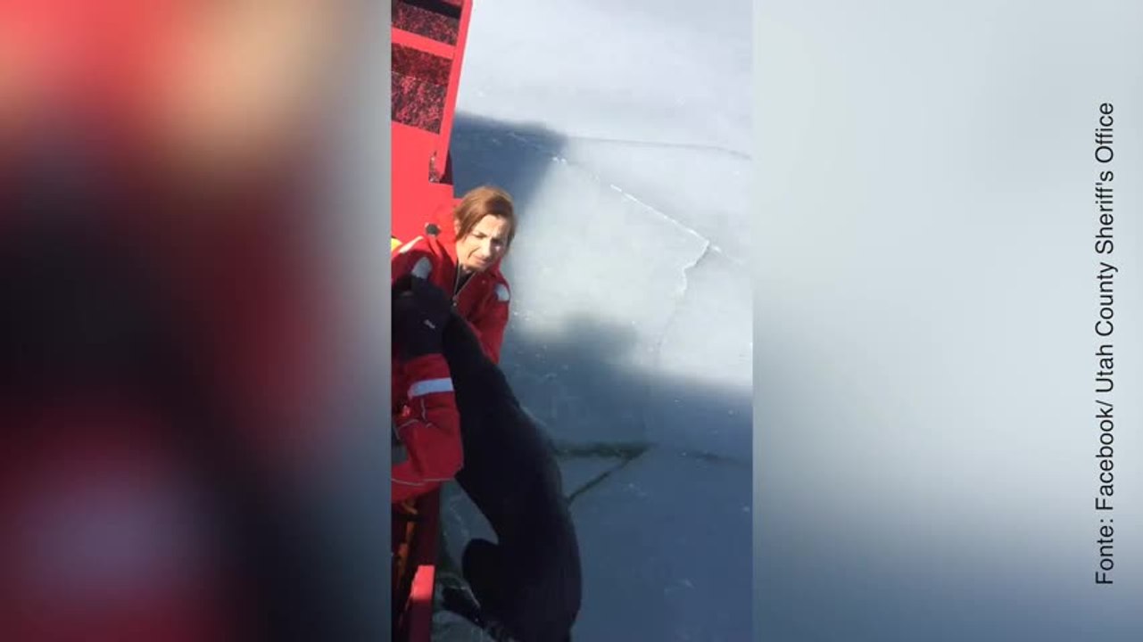 Questi poliziotti salvano un cane all'ultimo secondo...