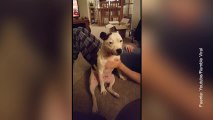 Vídeo de un perro mandón