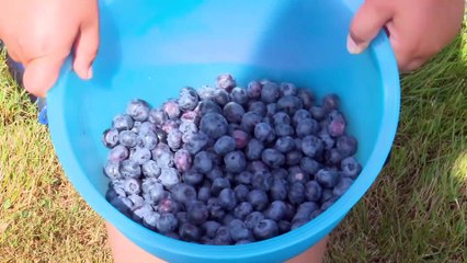 Le champ de tir de Tracadie utilisé pour les bleuetières ?