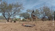 Un giocattolo degli anni 90 fa impazzire questo emu