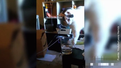 Distintos gatitos haciendo travesuras