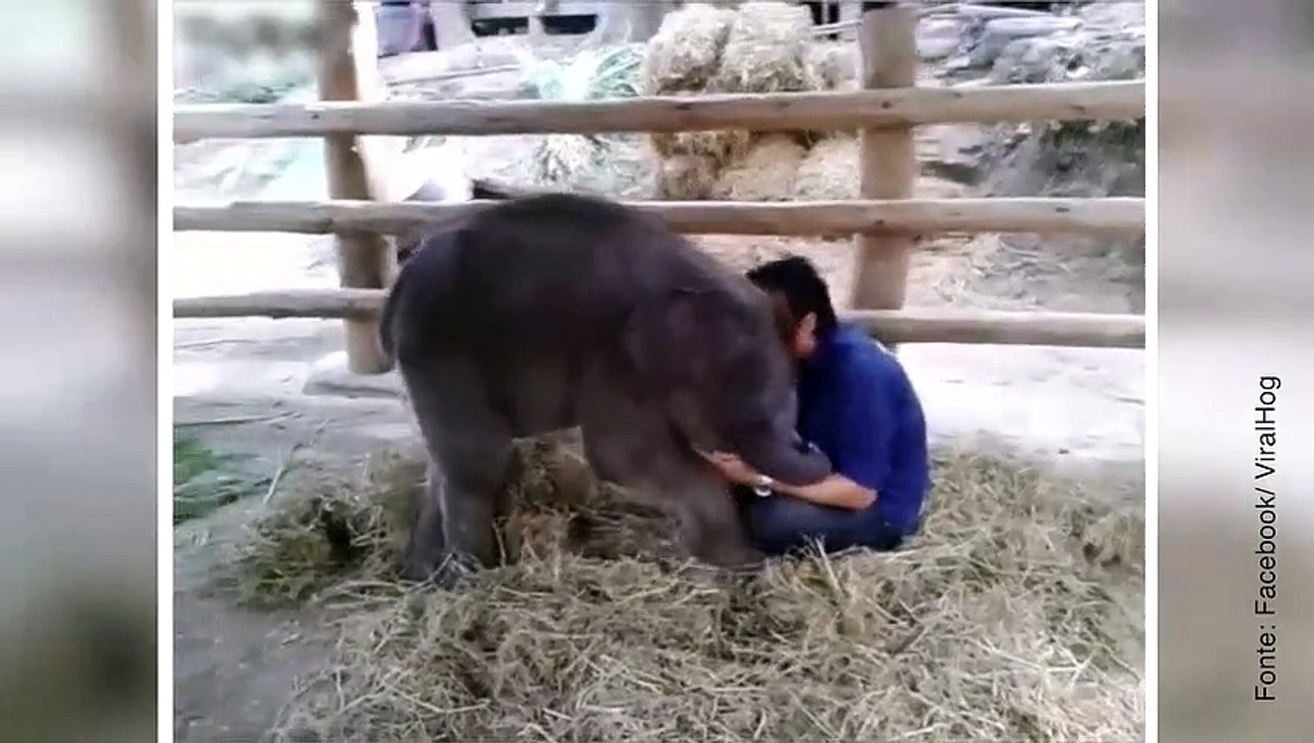It Man And Elephant 2 Video Dailymotion