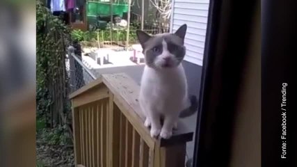 Incredibile! Un gatto parlante