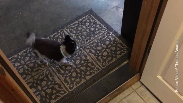 Il cane che si pulisce le zampe